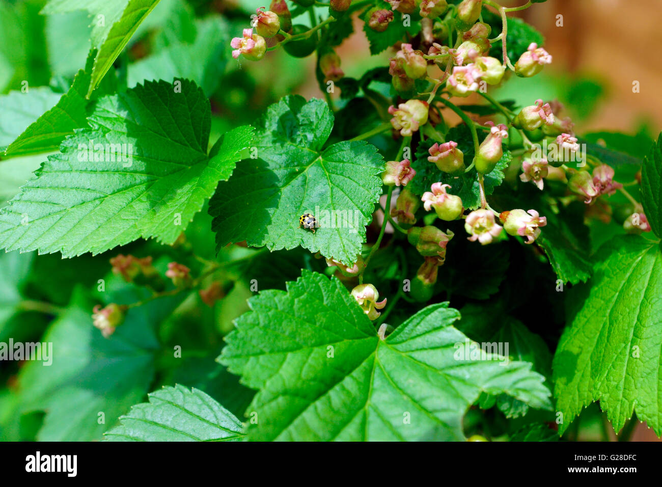 LADYBIRD YELLOW / BLACK SPOTS ON BLACK CURRANT LEAF Stock Photo Alamy