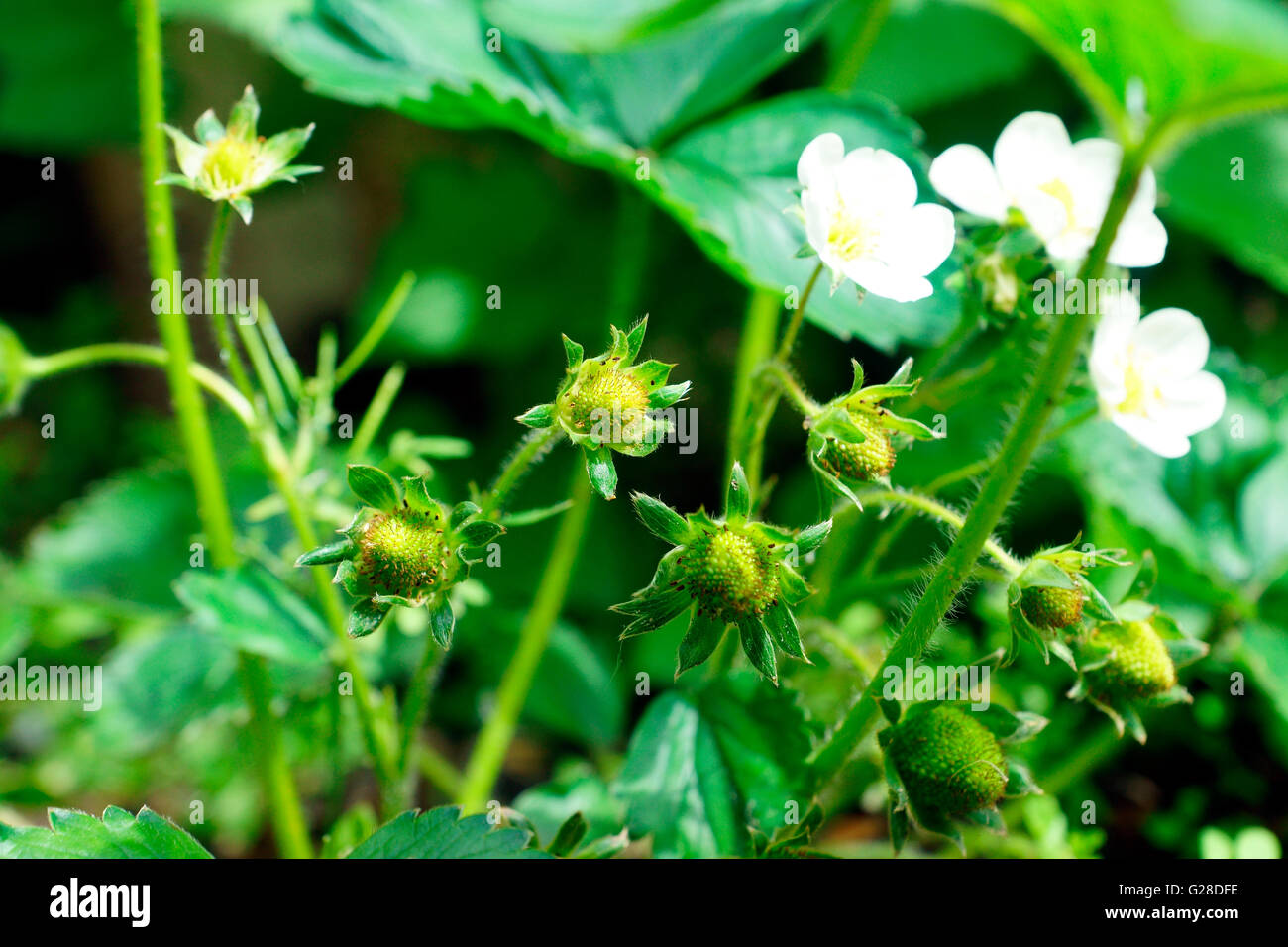 STRAWBERRY IN FLOWER AND FRUITS FORMING Stock Photo - Alamy