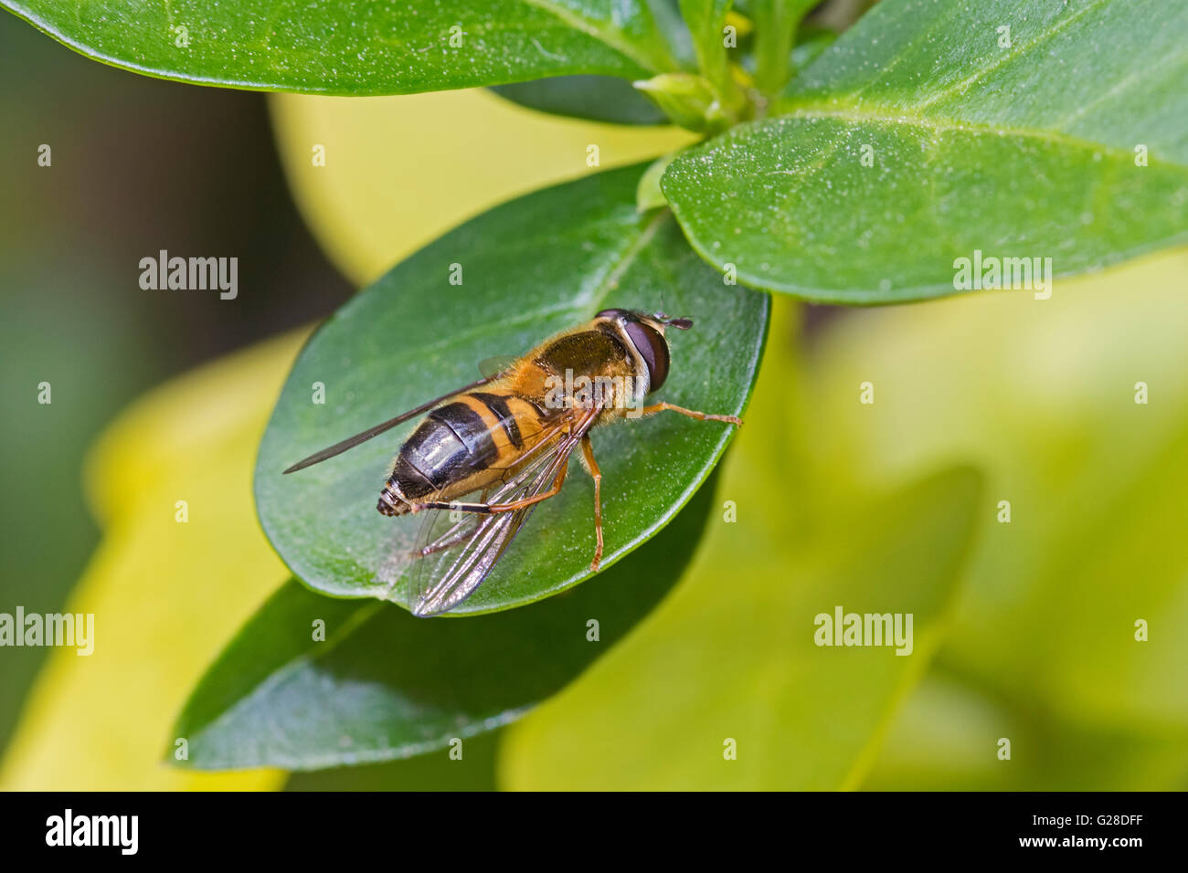 Hoverfly  (Epistrophe eligans)  grooming  on privet  leaf Stock Photo