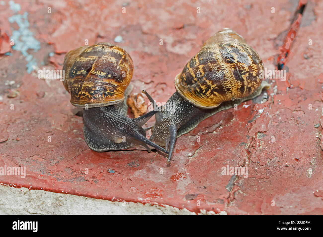 Snails mating hires stock photography and images Alamy