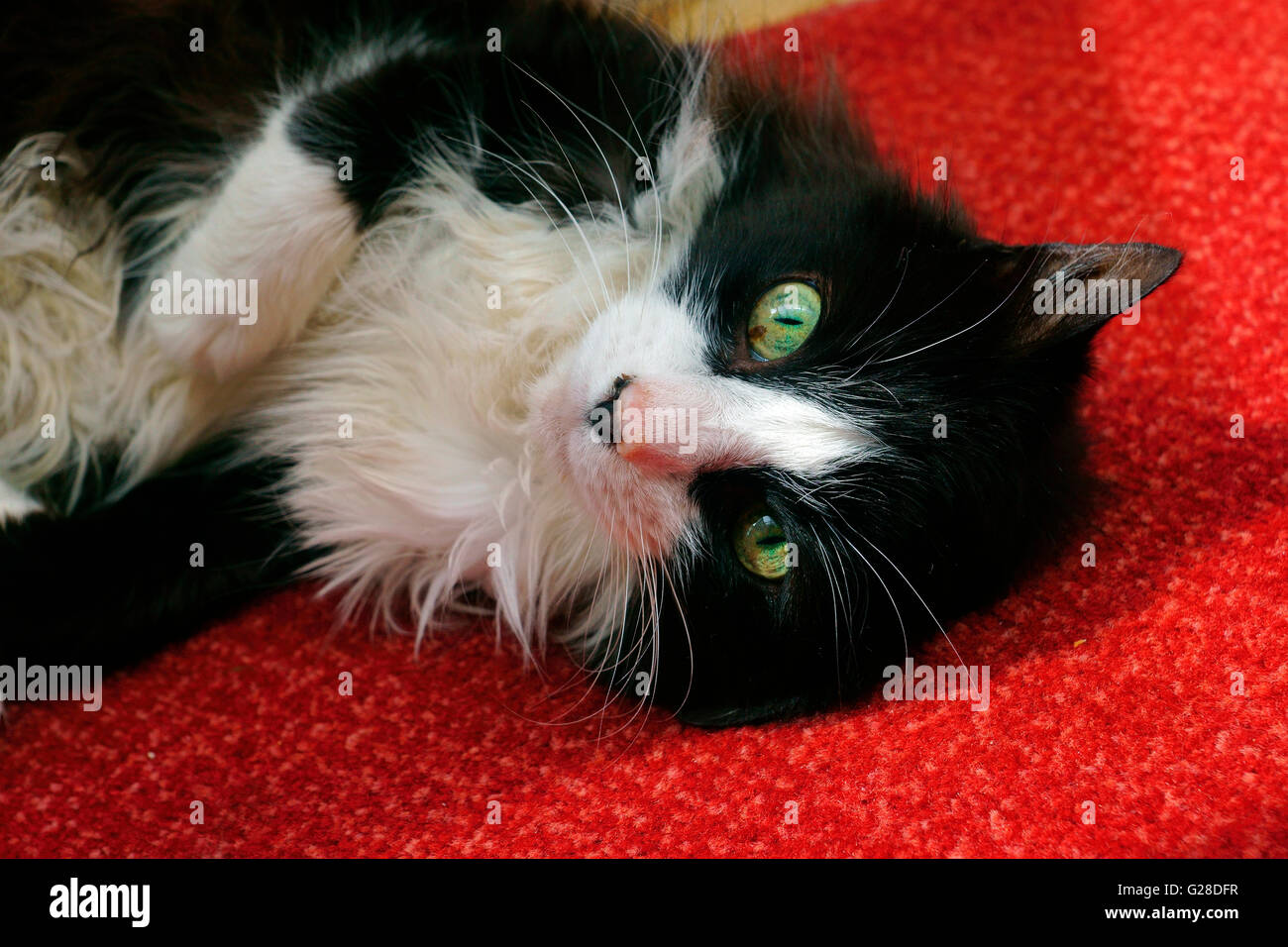 TWINKLE THE CAT 13 YEARS OLD Stock Photo Alamy
