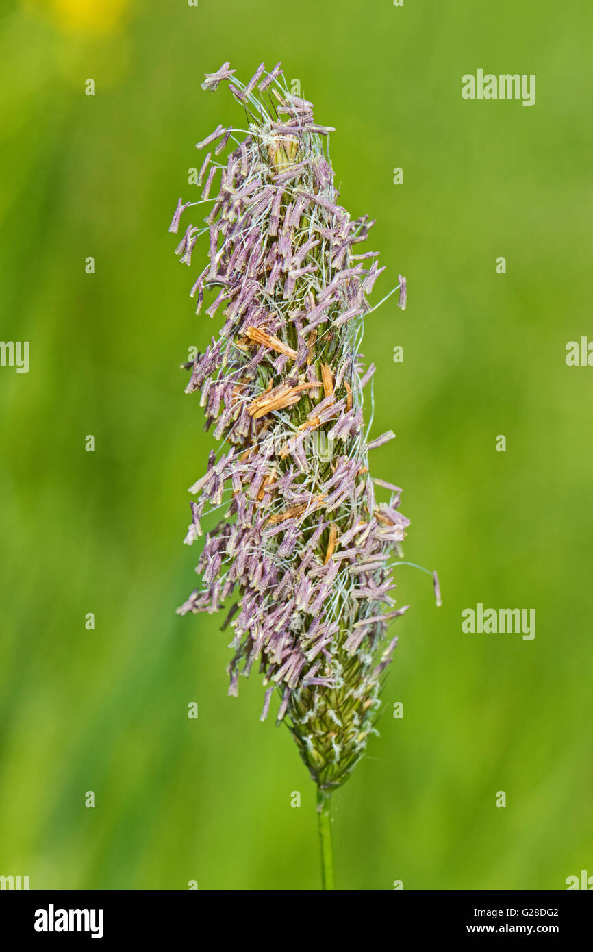 Meadow Foxtail  (Alopecurus pratensis) Stock Photo