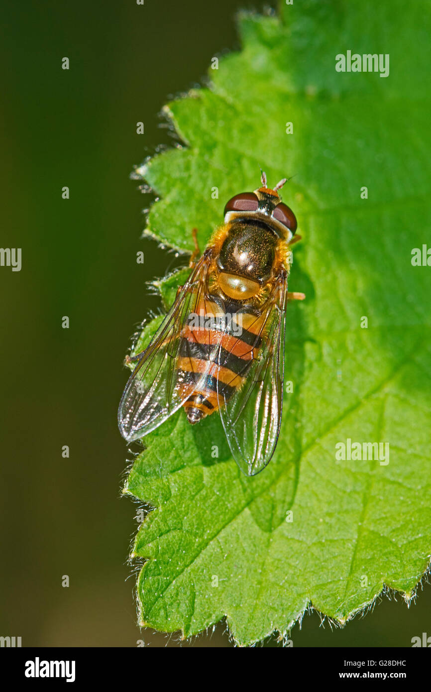 Hoverfly  (Epistrophe melanostoma) Stock Photo