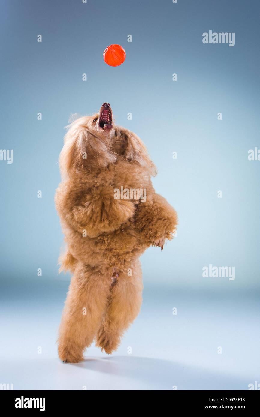 Red Toy Poodle puppy playing with a ball on a gray background Stock ...
