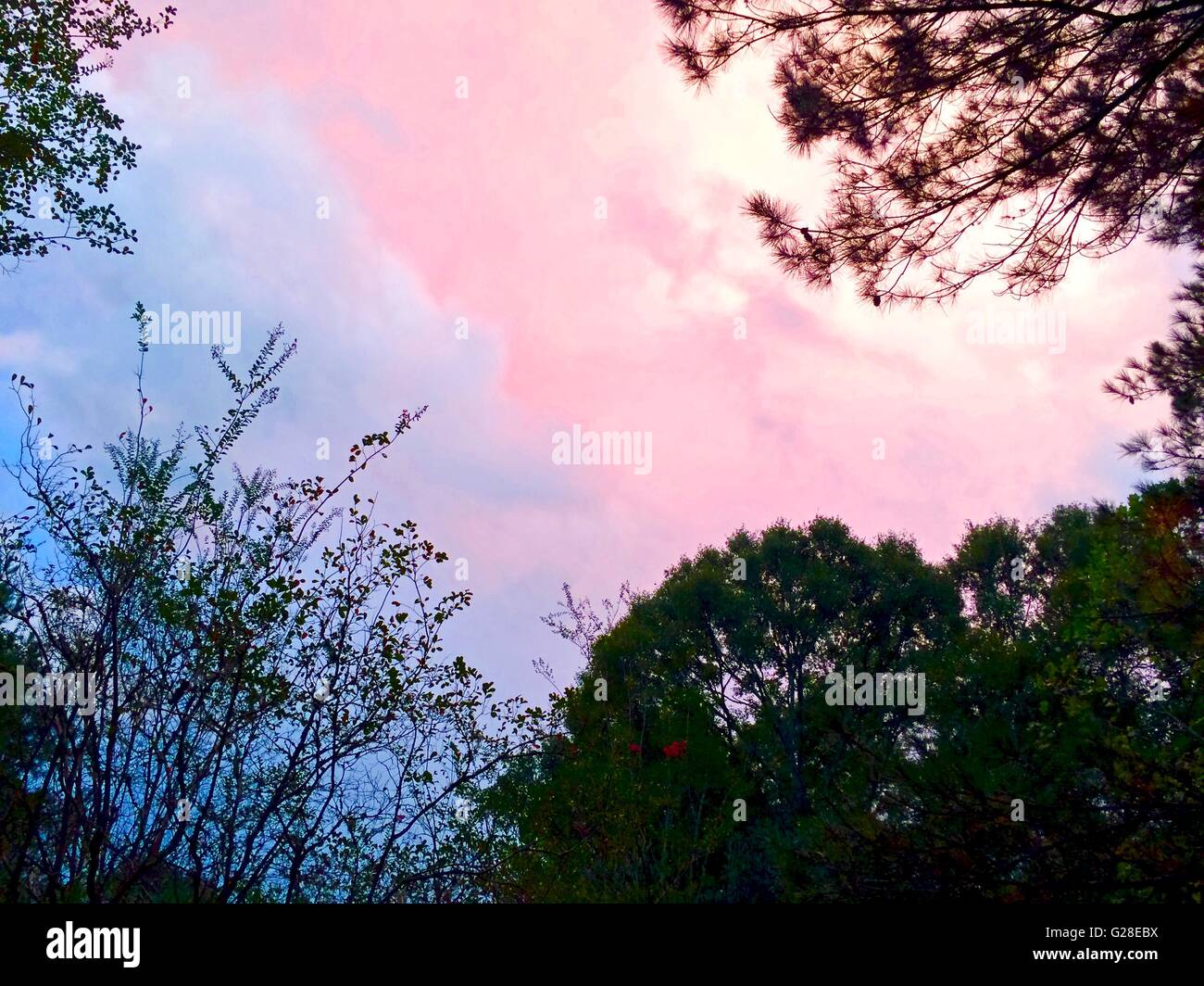 Pink clouds at sunset Stock Photo Alamy