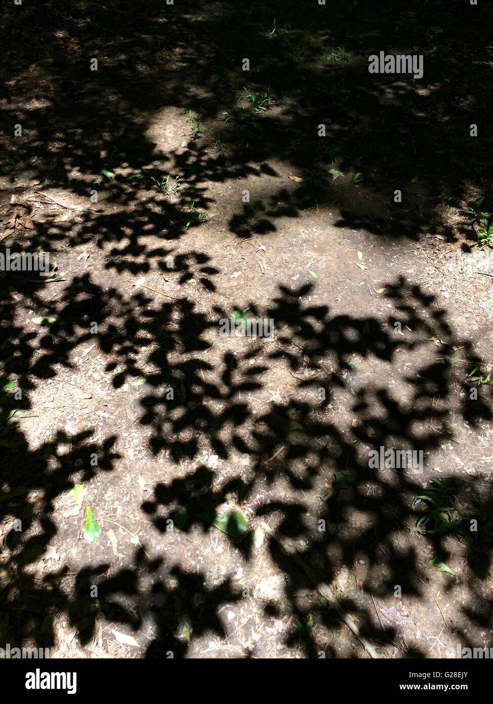 Shadow of a layer of leaves in a tree canopy Stock Photo