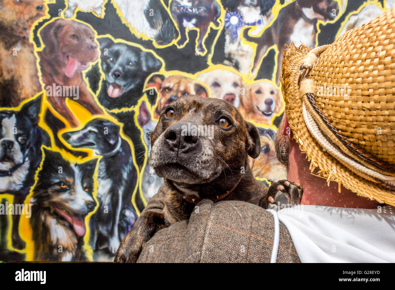 A dog called Ziggy reacting to a huge street art mural, by Daryl Bennett, of dogs in Brighton Stock Photo