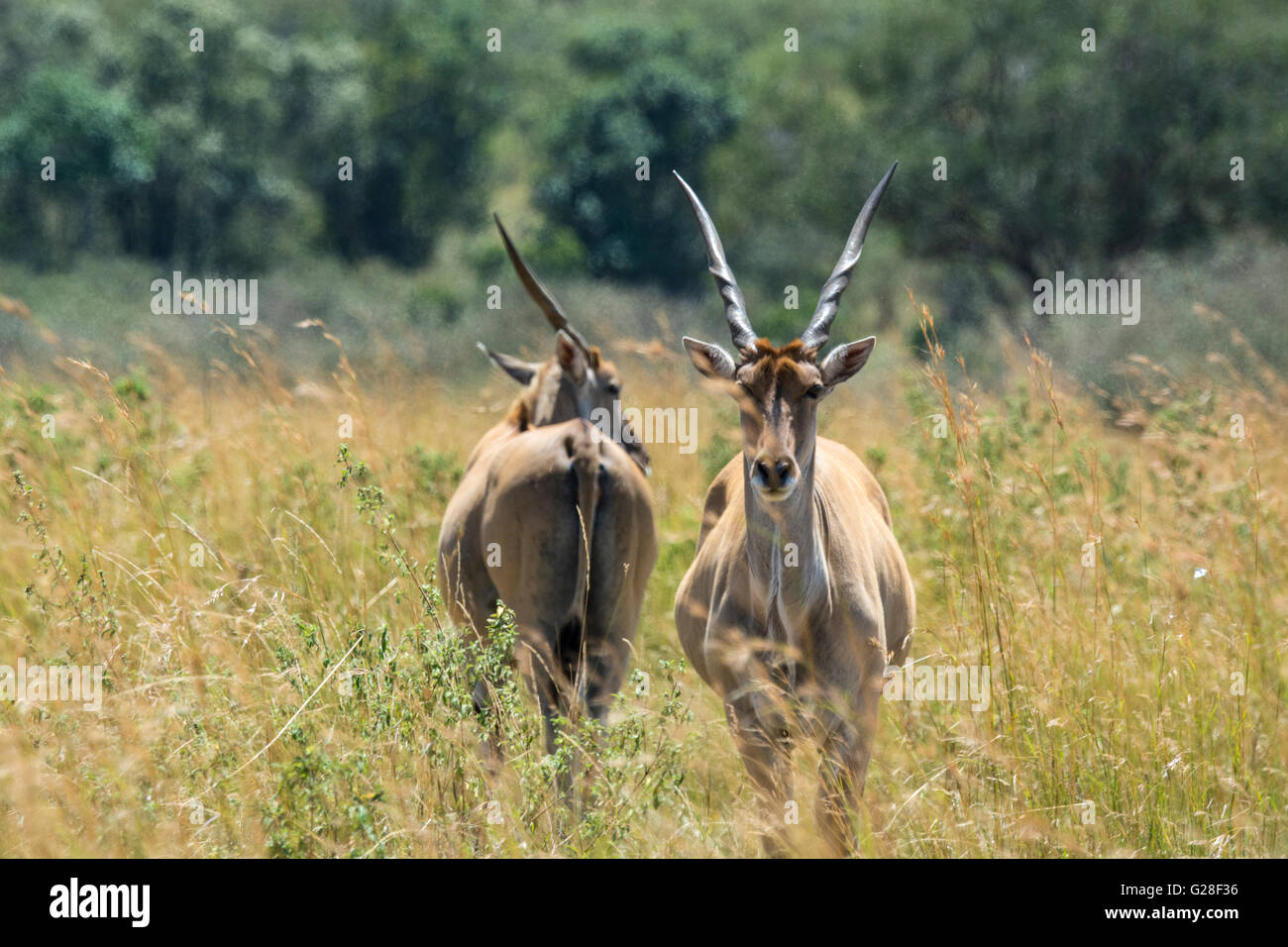 Two adult, wild Elands, Tragelaphus gryx, Masai Mara National Reserve, Kenya, East Africa Stock Photo