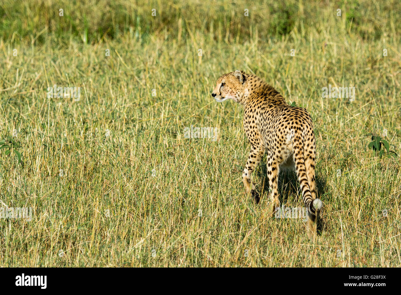Solitary Adult Wild Cheetah, Acinonyx jubatus, Walking, Looking for prey, Masai Mara National Reserve, Kenya, East Africa Stock Photo