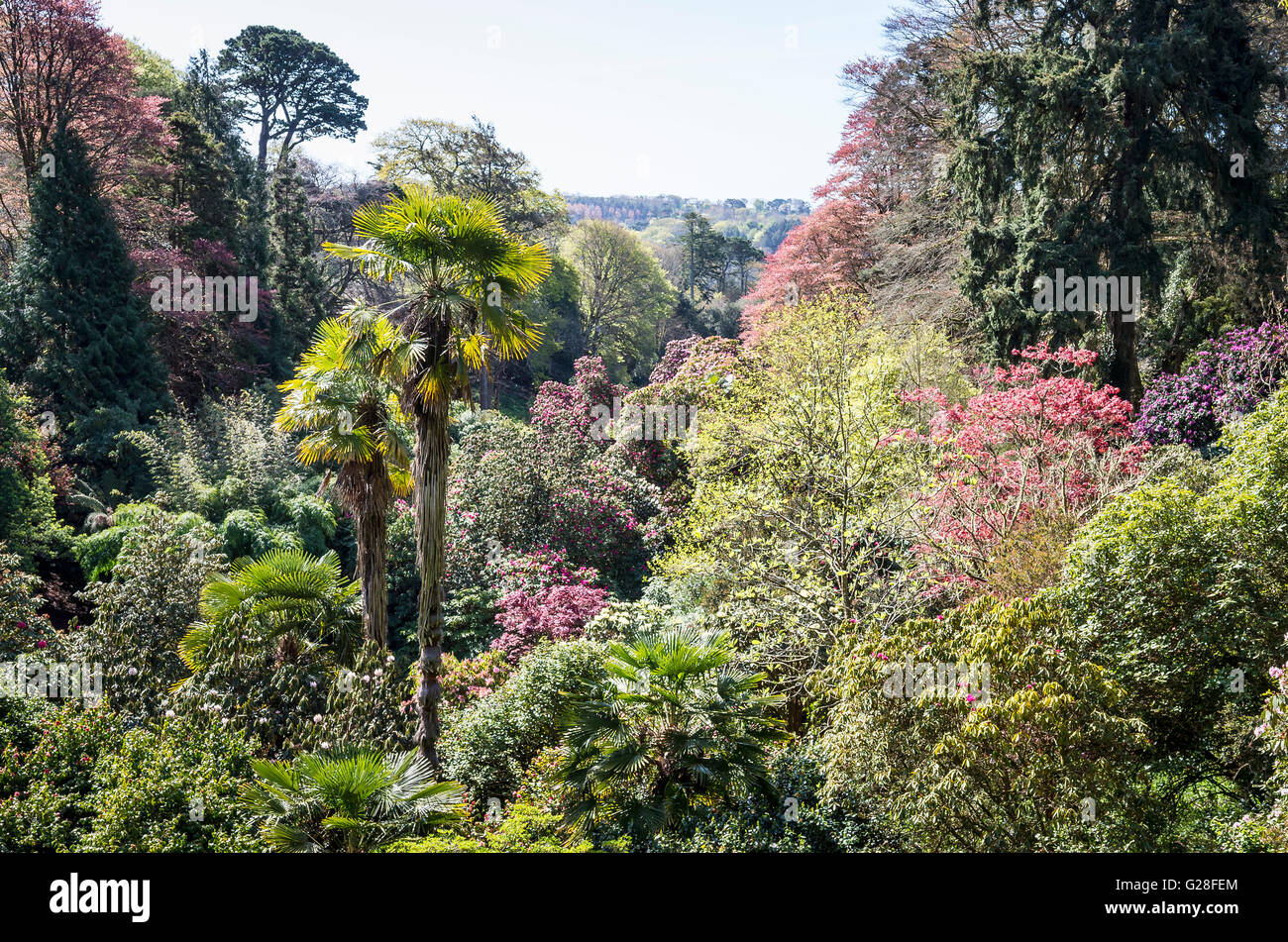 Two palm trees dominate this landscape view of the descending valley garden in Trebah Cornwall UK Stock Photo