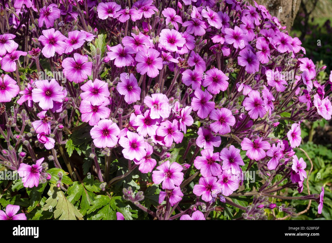 A flowering geranium Maderense Stock Photo