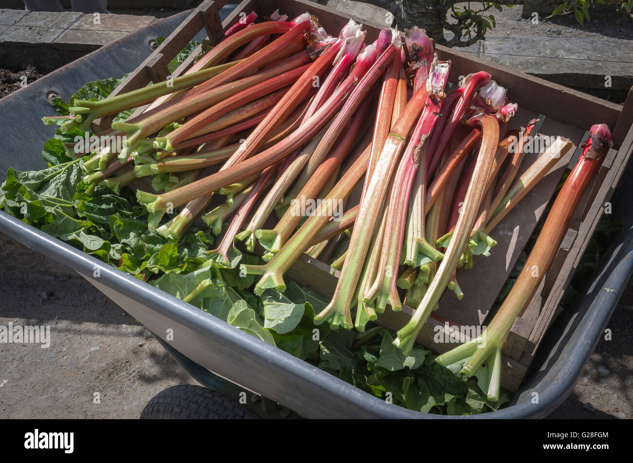 Freshly plucked rhubarb stems collected in a wheelbarrow Stock Photo