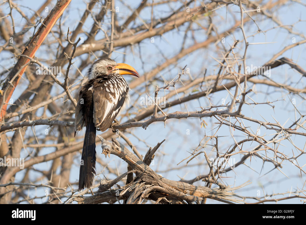 Southern yellow-billed hornbill (Tockus leucomelas) perched on a branch in Etosha National Park, Namibia Stock Photo