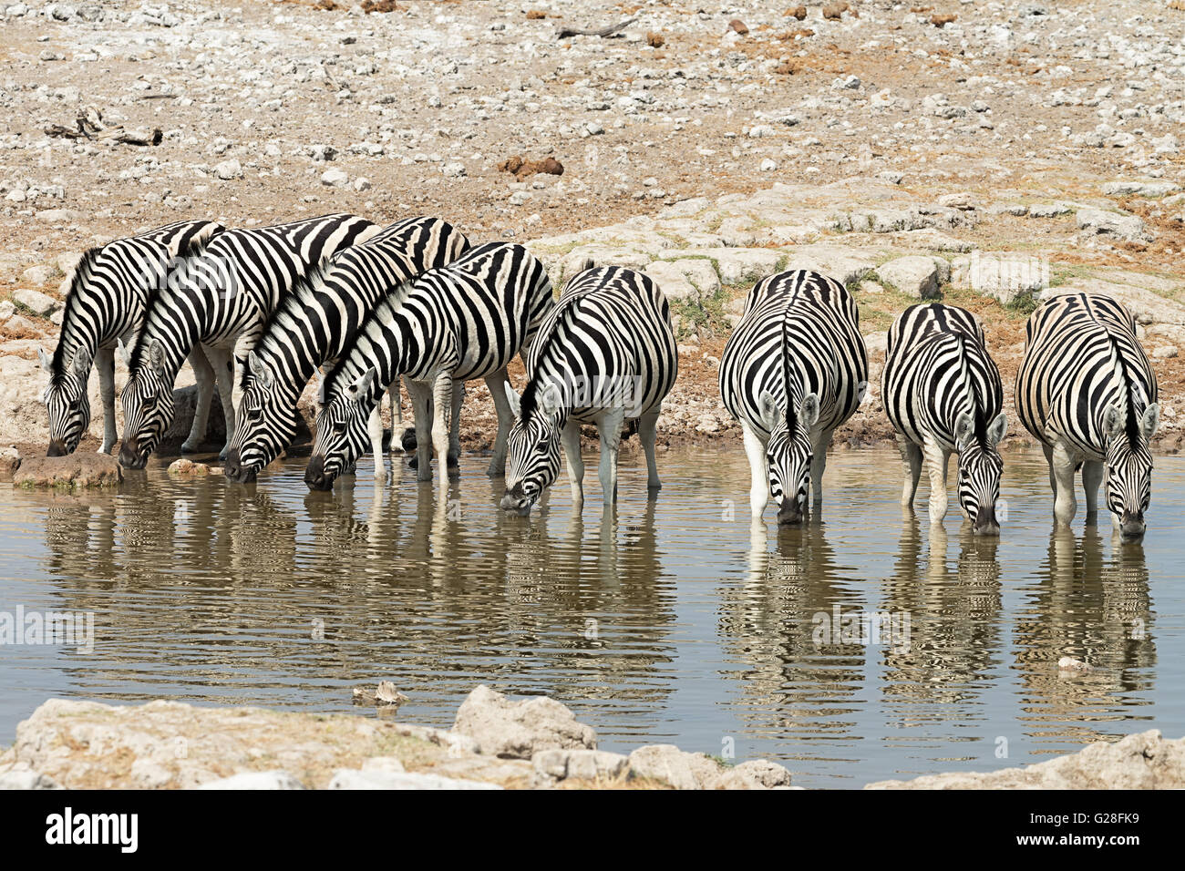 Herd of zebras (equus quagga) drinking at a waterhole in Etosha National Park, Namibia Stock Photo