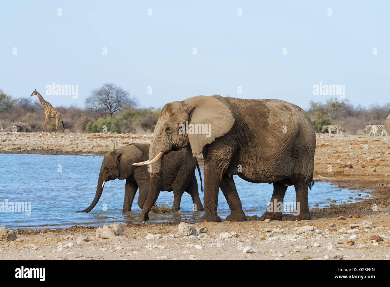 Female elephant with her calf drinking and bathing at a waterhole in Etosha National Park, Namibia Stock Photo