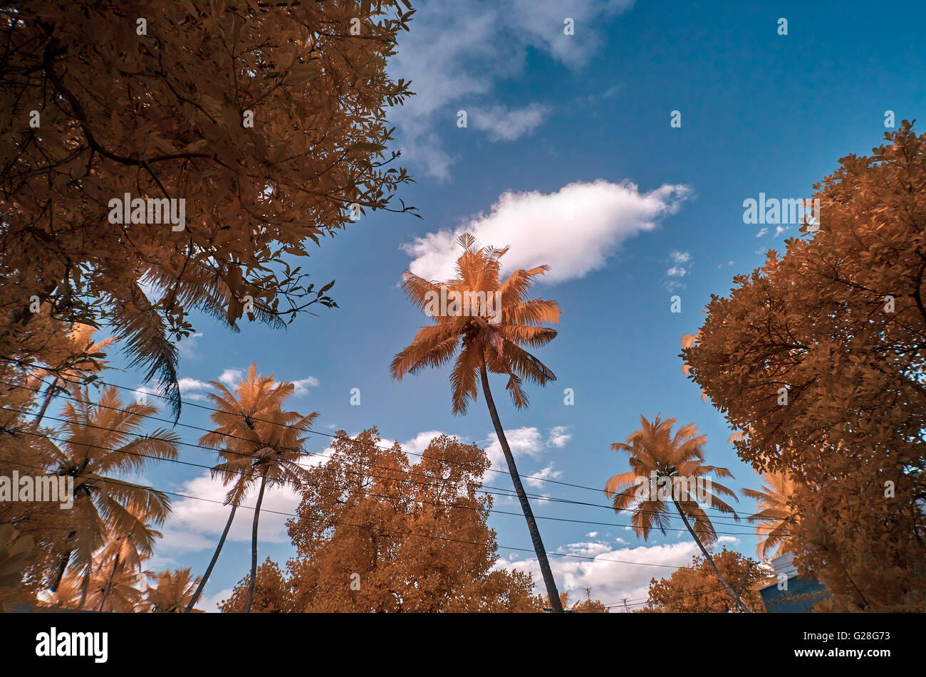 Infra red image of red foliage against a blue sky with clouds Stock Photo