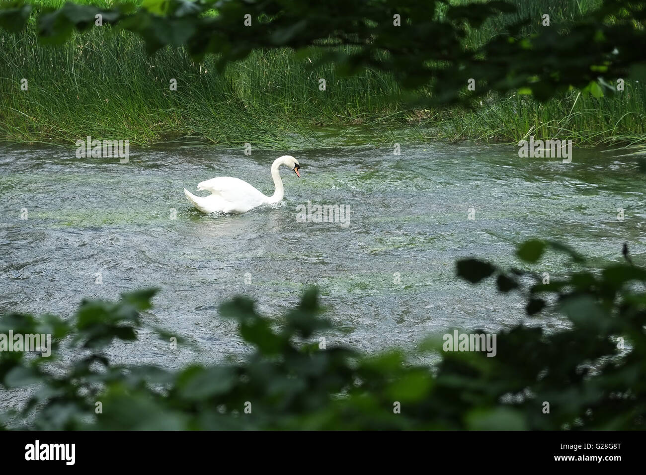 Mute Swan on the River Avon in the Warwickshire village of Barford near Stratford-upon-Avon, England, UK. Stock Photo