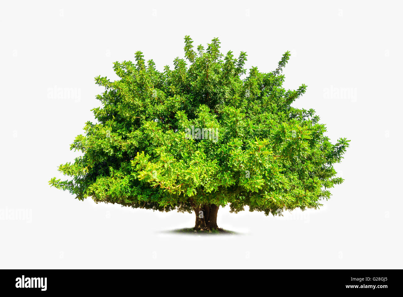 green tree isolated on white Stock Photo - Alamy