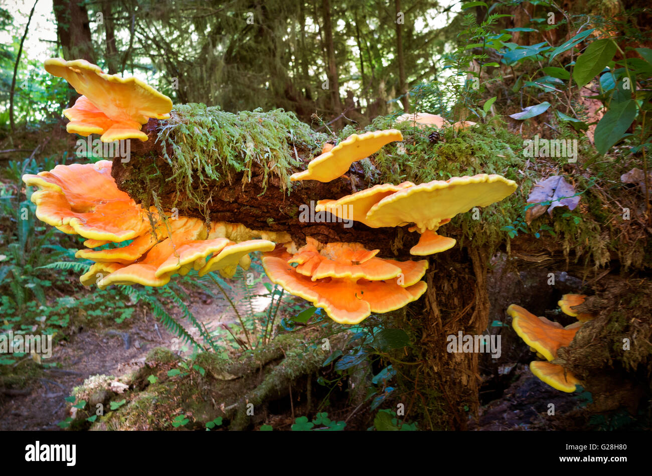 WASHINGTON - Chicken of the Wood growing on a cut branch along the trail near Goodman Creek in Olympic National Park. Stock Photo