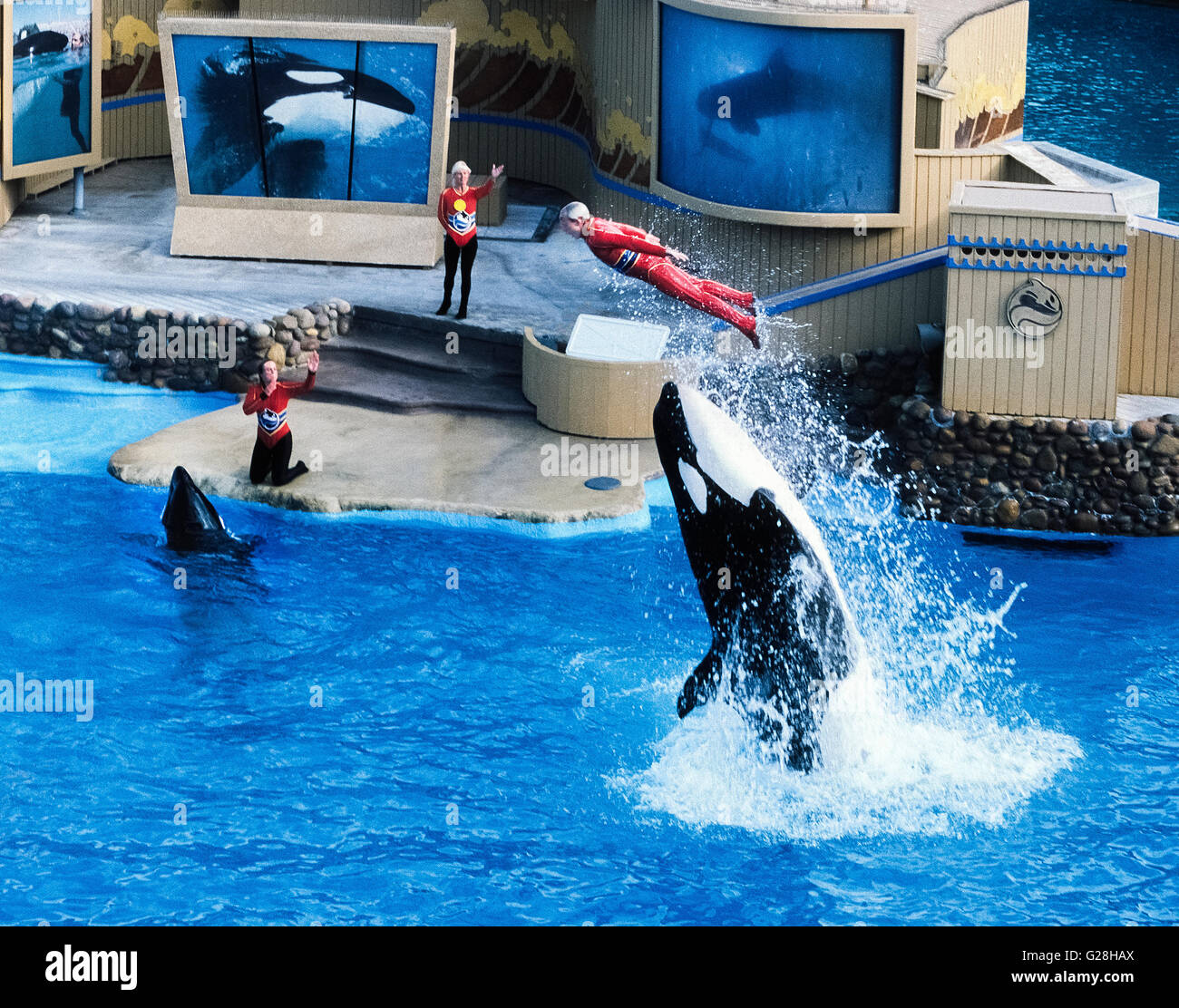 Personal involvement by trainers and spectators with killer whales became a thing of the past in 2016 when SeaWorld announced it would stop any human hands-on participation during its orca whale shows at the company's three marine theme parks in California, Florida and Texas. Public outrage about treatment of the wild animals and injuries and deaths of their trainers contributed to the decision. In this 1988 photo at SeaWorld San Diego in California, USA, a trainer is being flipped into the air after riding on the head of the whale during the 'Shamu Show. ' Stock Photo