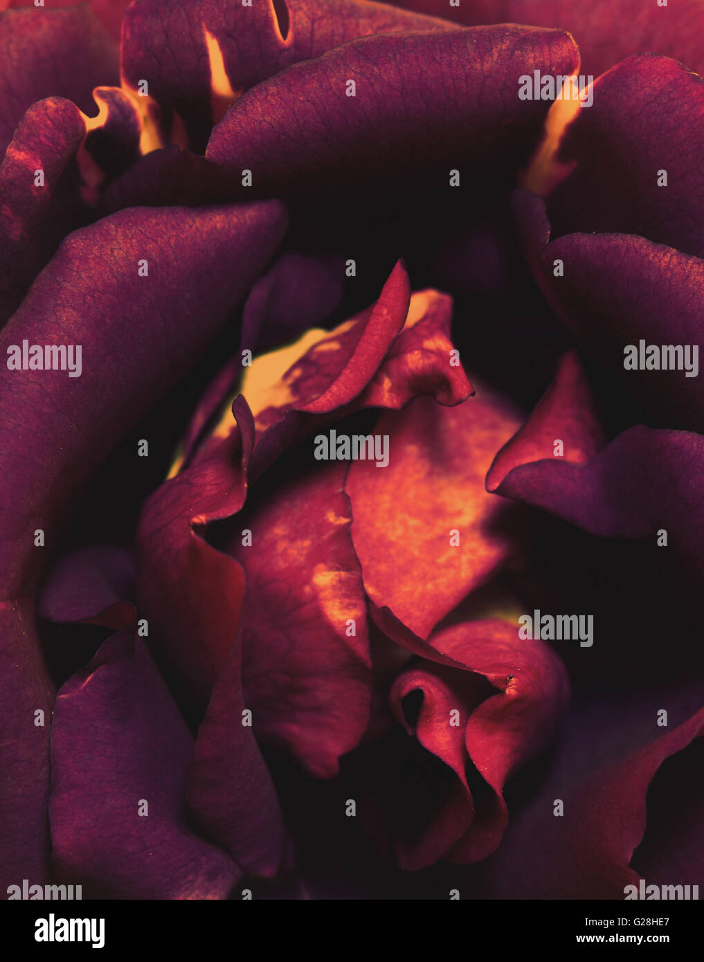 Champion pale top violet rose