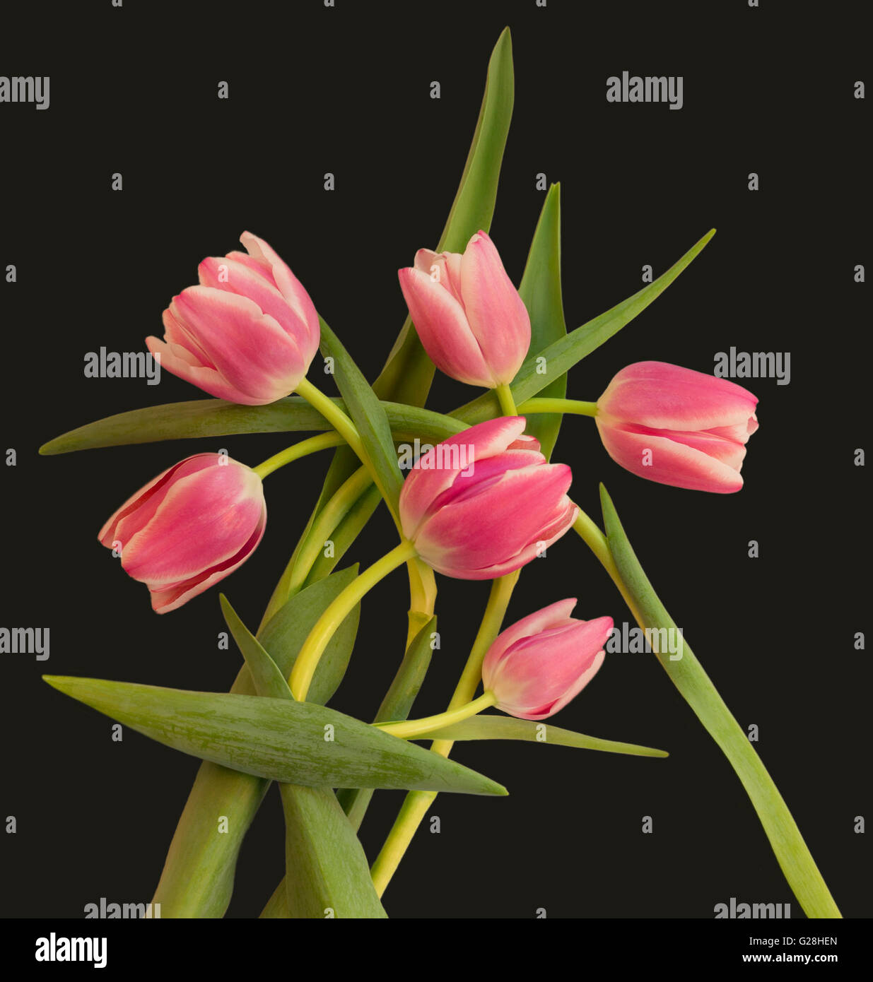 flat lay pink tulip flower arrangement on dark background Stock Photo ...