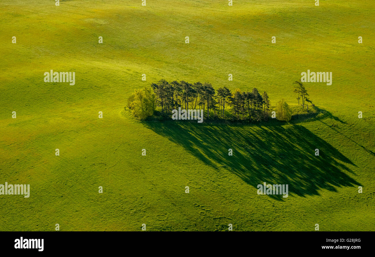 Aerial view, tree island in a meadow, Copse on a pasture, Dahmen, Mecklenburg Lake District, Mecklenburg Lake District, Germany, Stock Photo