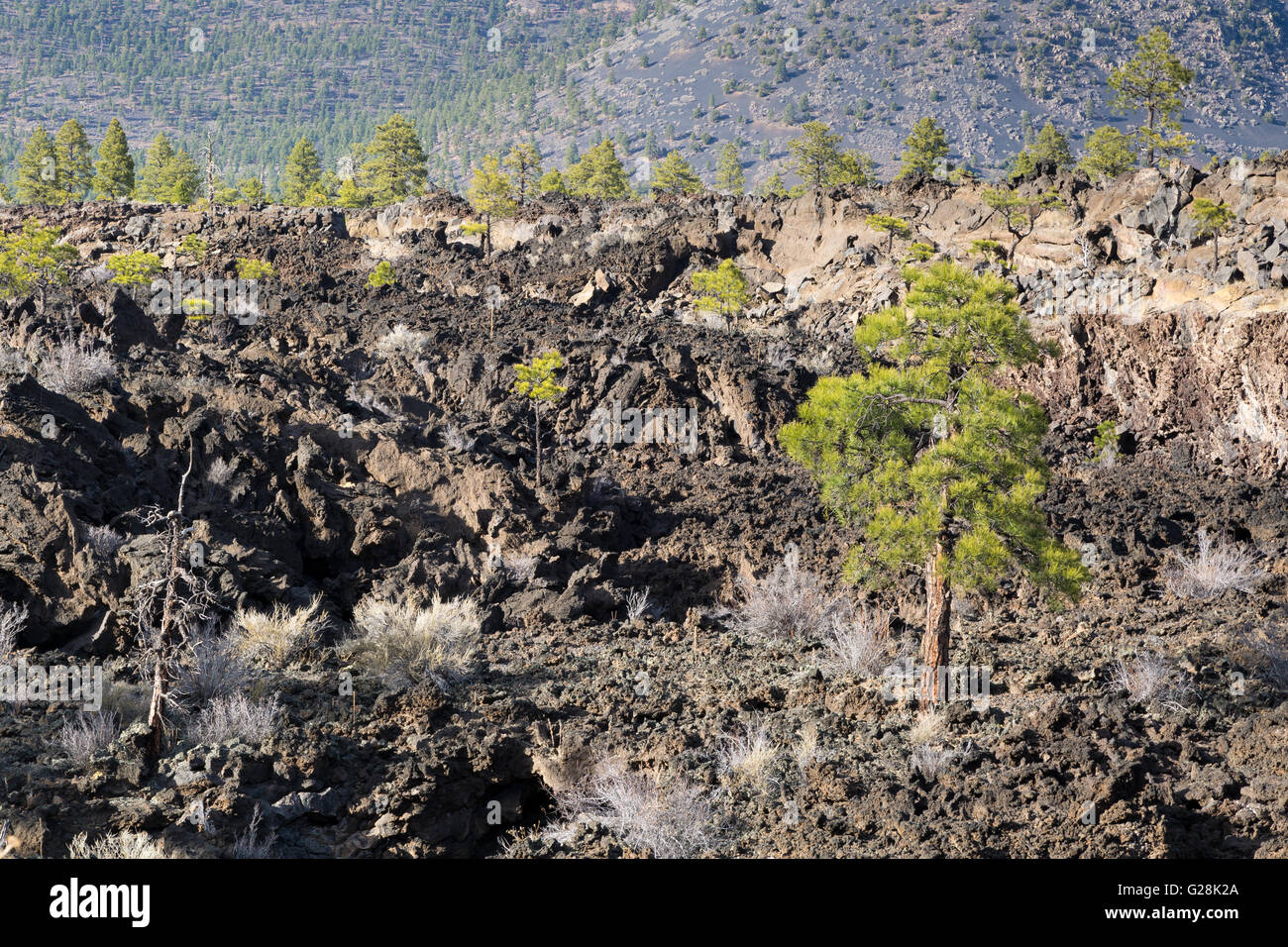 Ponderosa pine trees growing in a lava rock field. Sunset Crater