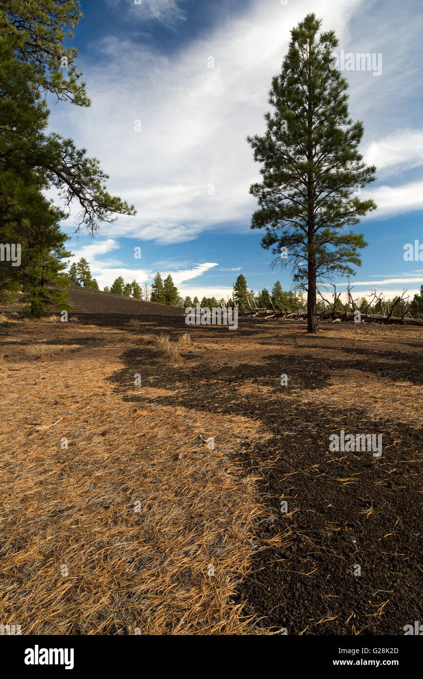 Ponderosa pine trees growing in a lava rock field. Sunset Crater