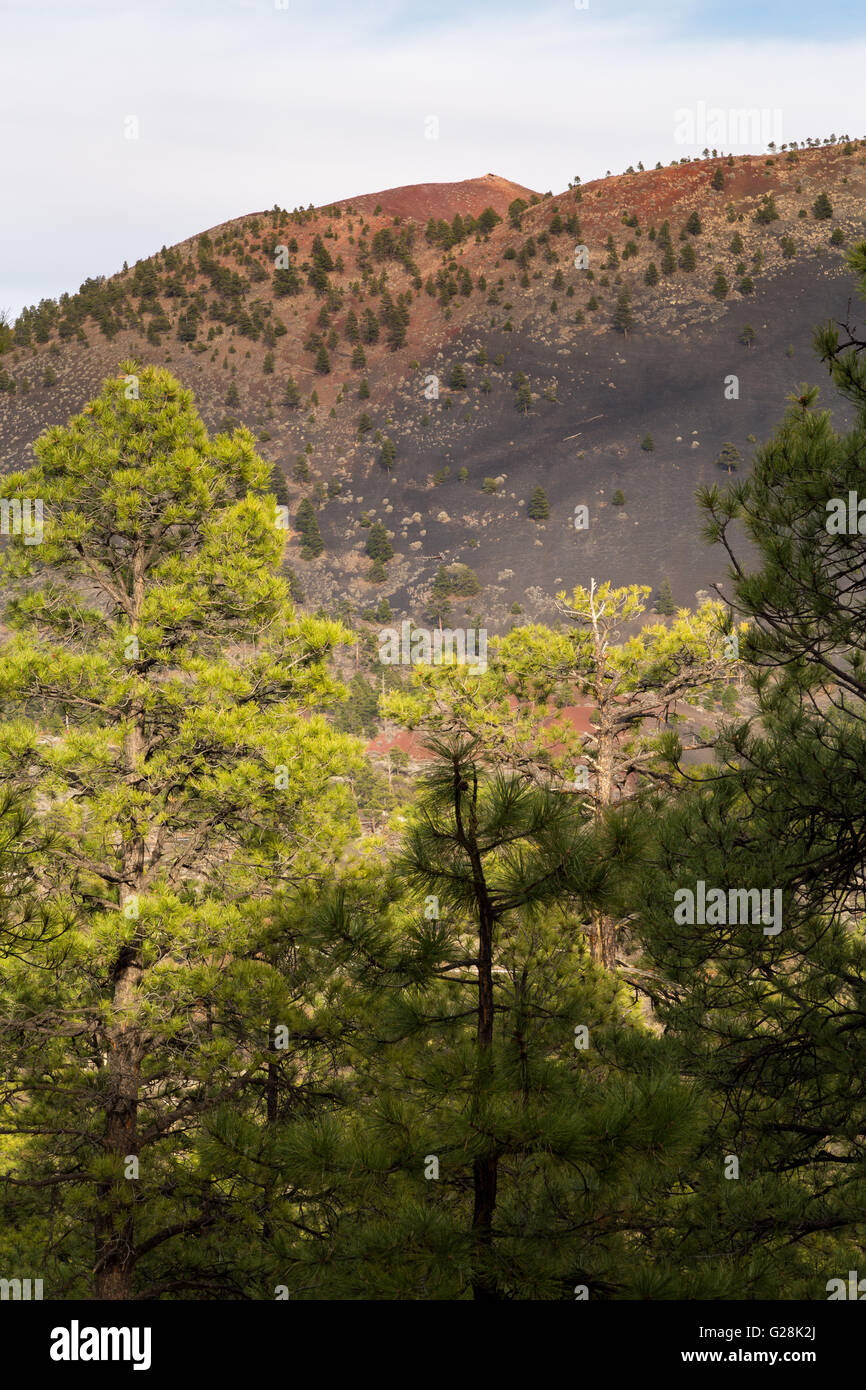Ponderosa pine trees growing in a lava rock field. Sunset Crater