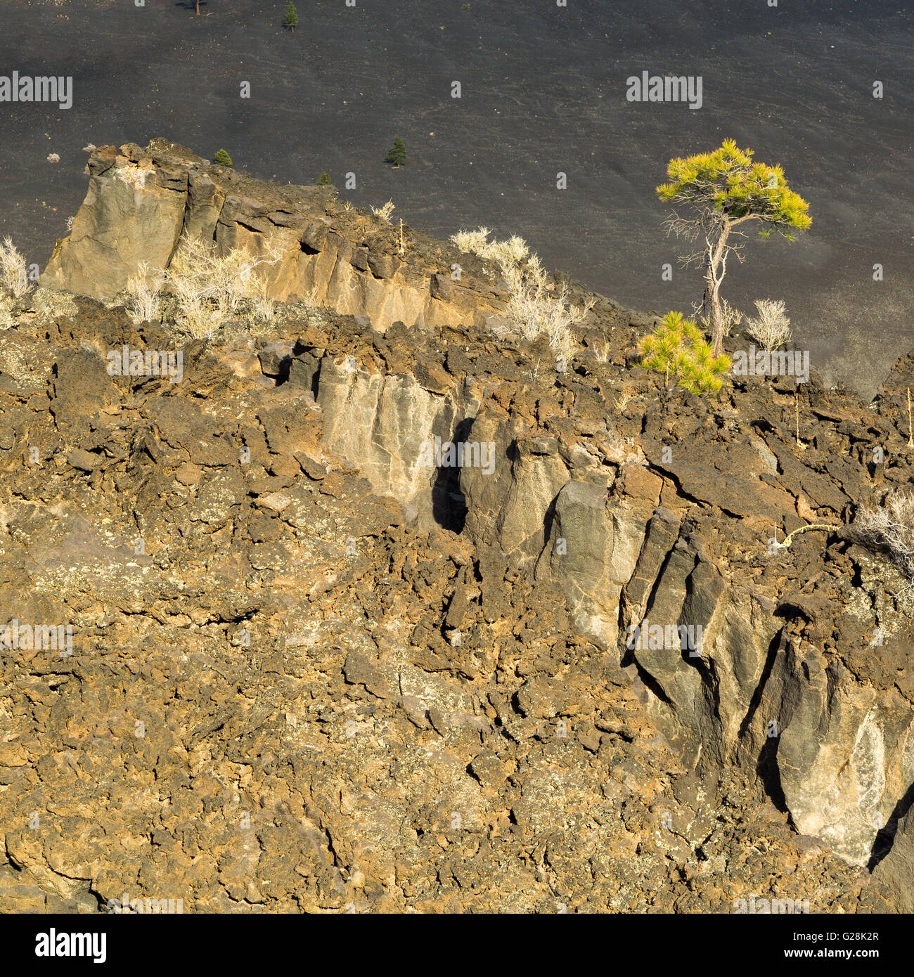 A young ponderosa pine tree growing from a lava field. Sunset Crater