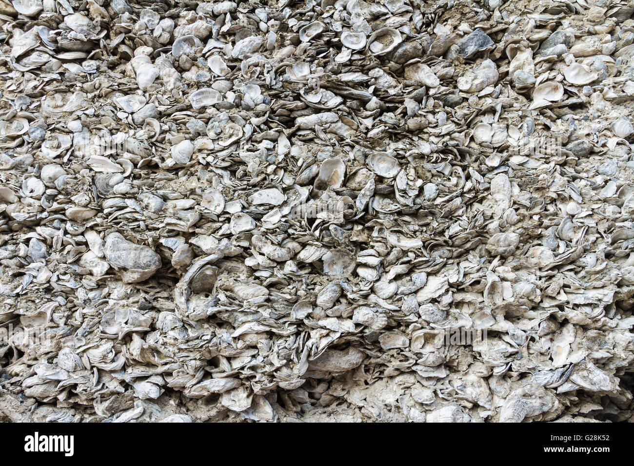 A wall made of coquina, the hard deposit of compacted shells Stock Photo