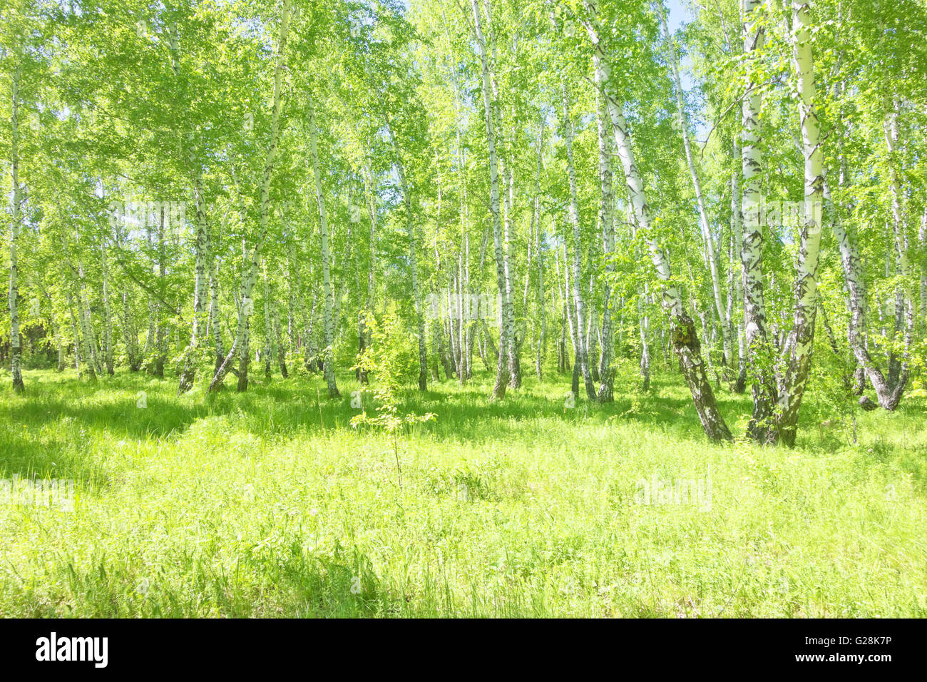 summer birch forest, beautiful landscape Stock Photo - Alamy