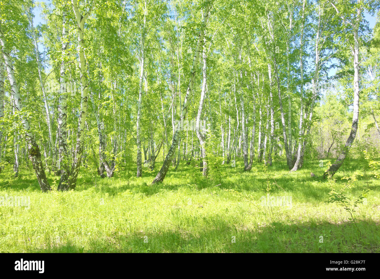 summer birch forest, beautiful landscape Stock Photo - Alamy