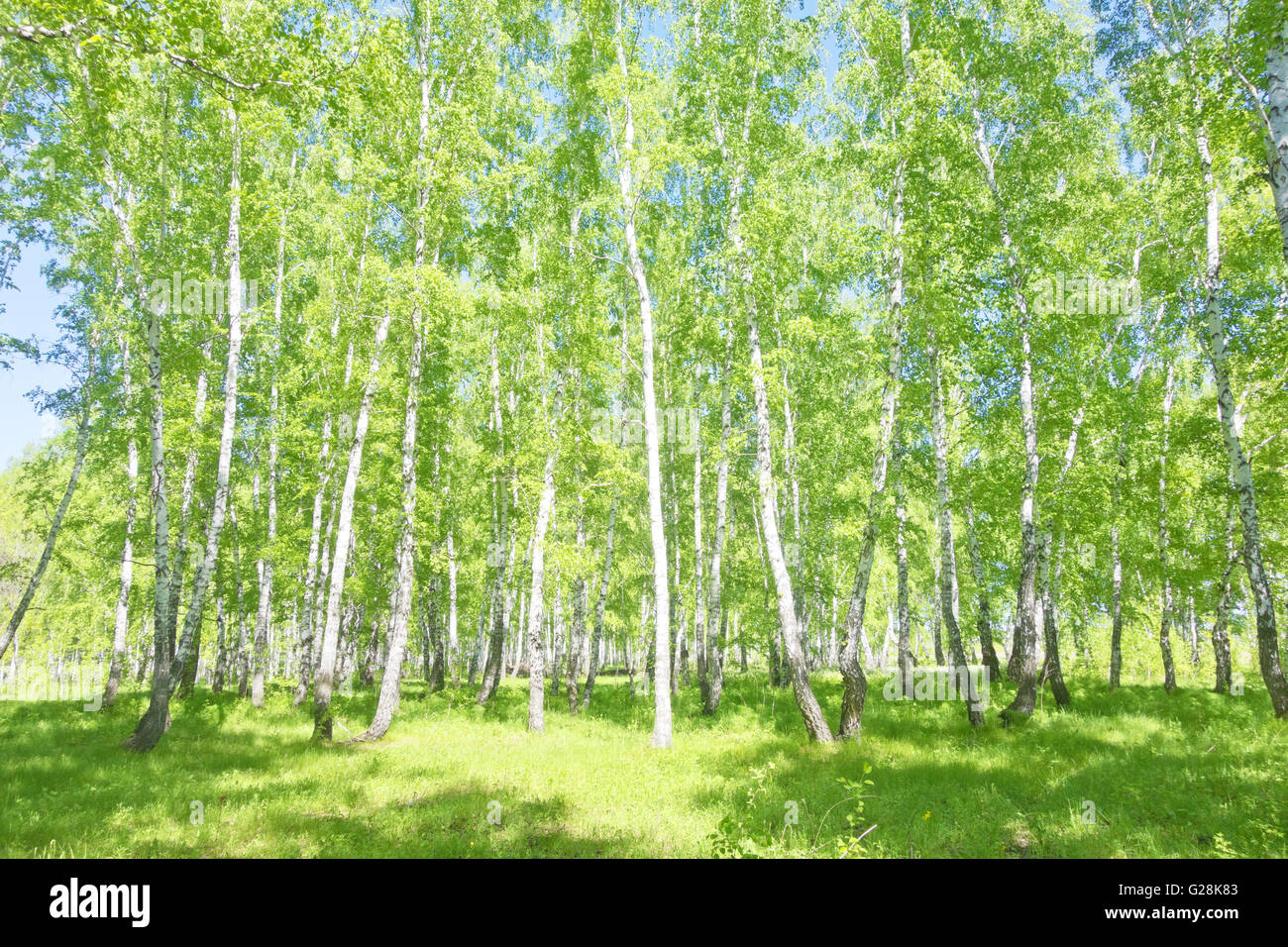 summer birch forest, beautiful landscape Stock Photo - Alamy