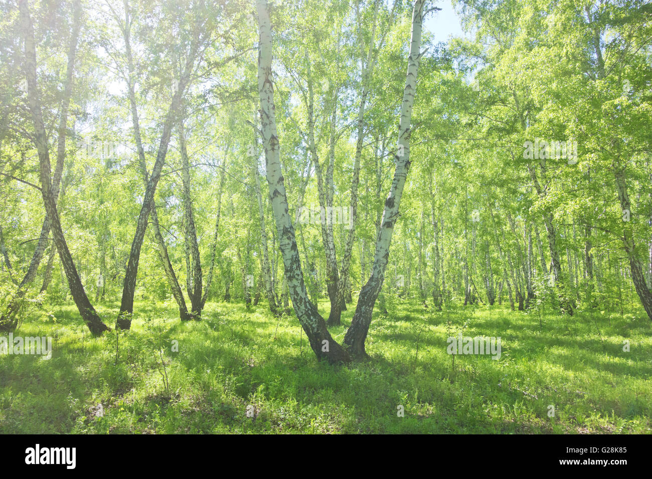 summer birch forest, beautiful landscape Stock Photo - Alamy