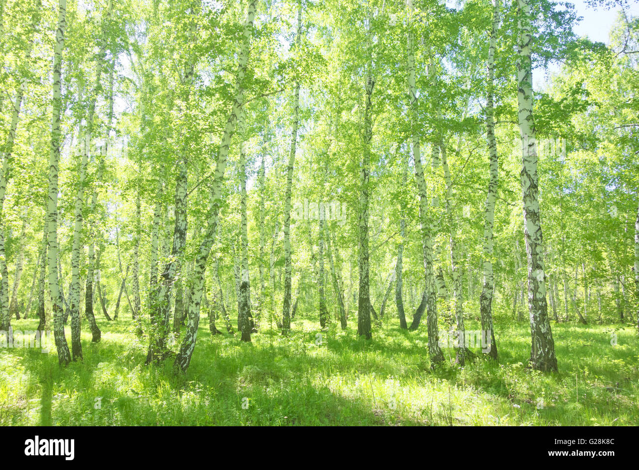 summer birch forest, beautiful landscape Stock Photo - Alamy