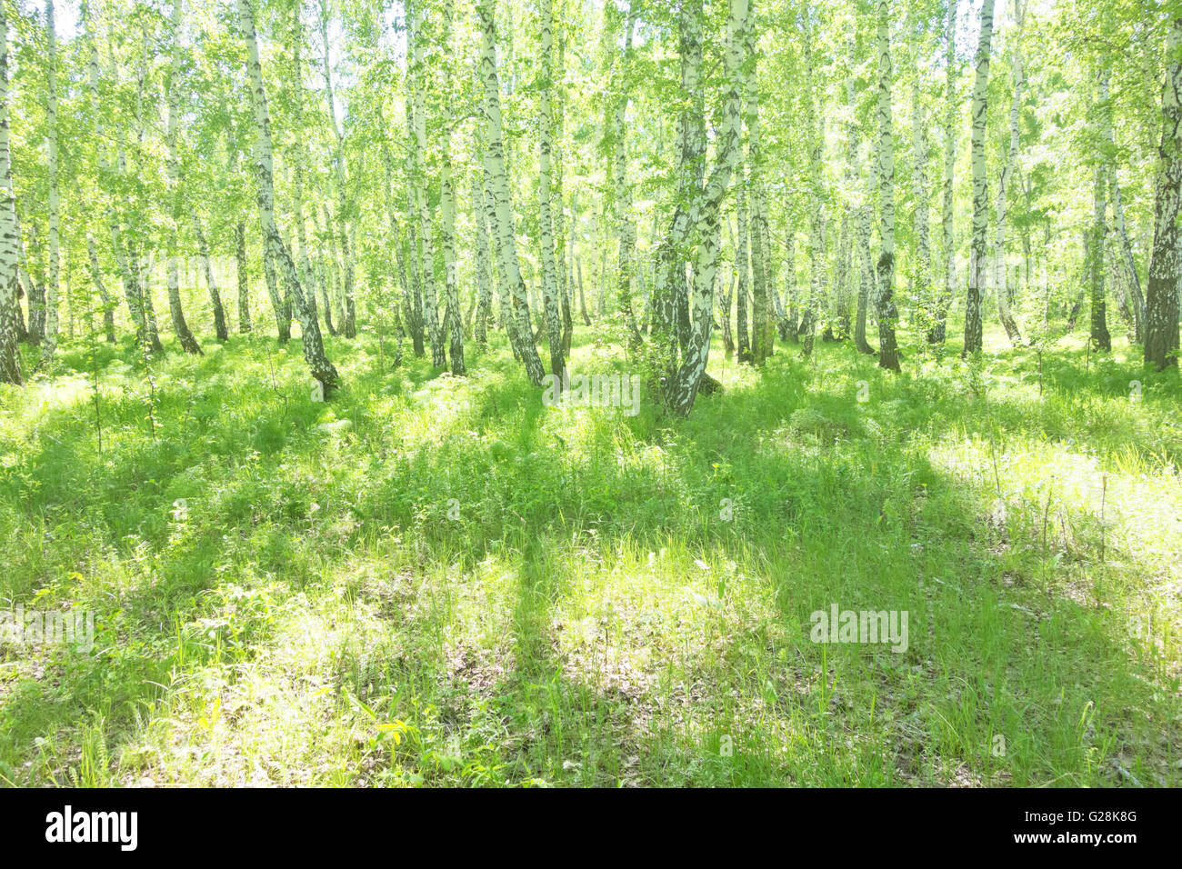 summer birch forest, beautiful landscape Stock Photo - Alamy