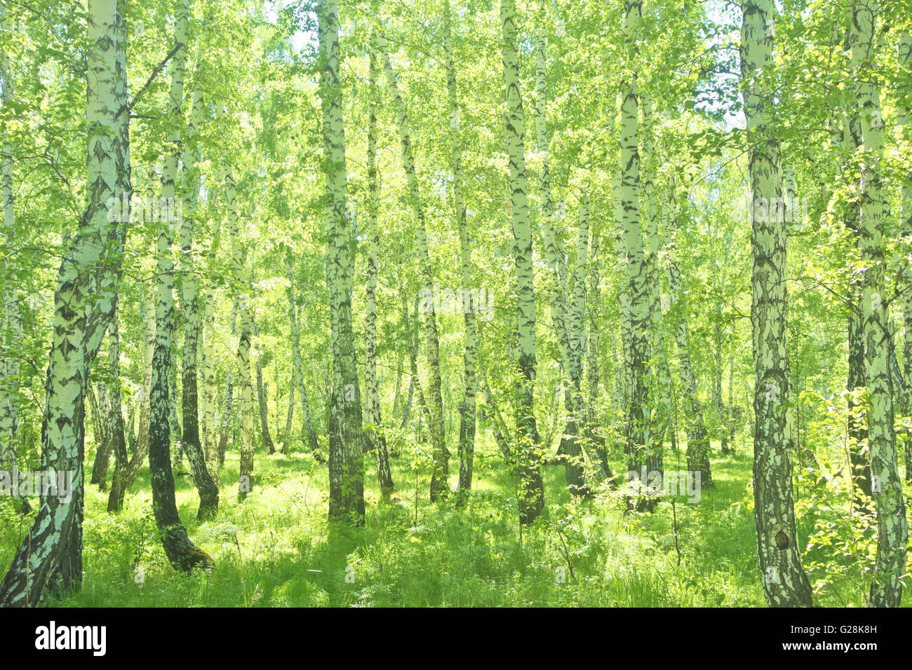 summer birch forest, beautiful landscape Stock Photo - Alamy