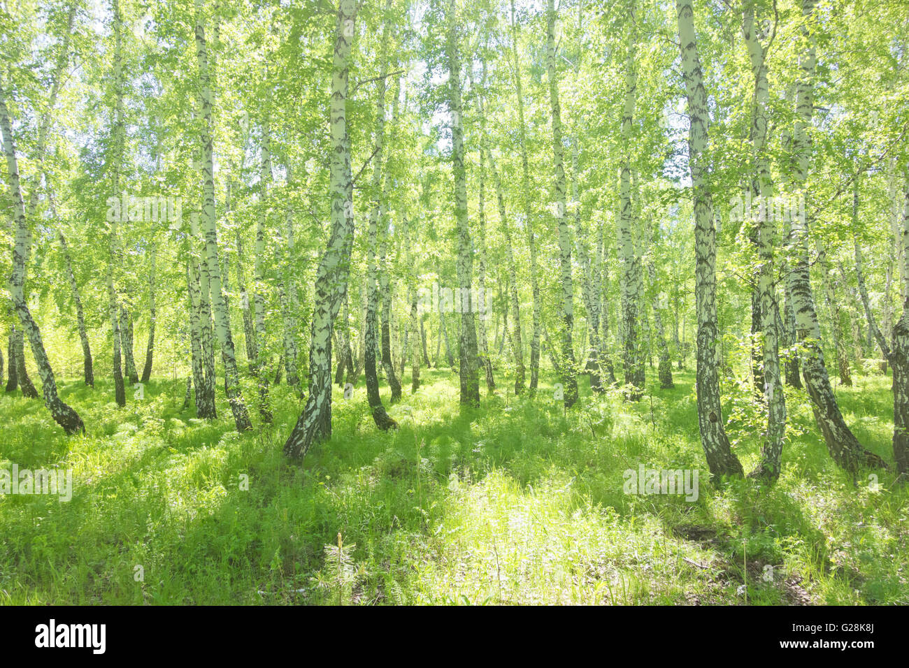 summer birch forest, beautiful landscape Stock Photo - Alamy