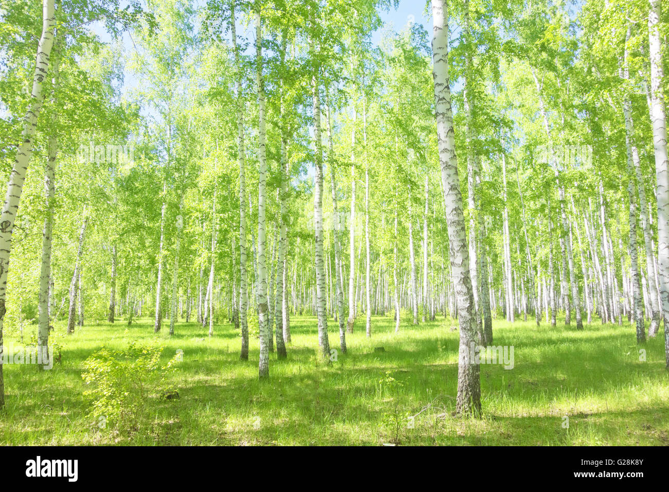 summer birch forest, beautiful landscape Stock Photo - Alamy