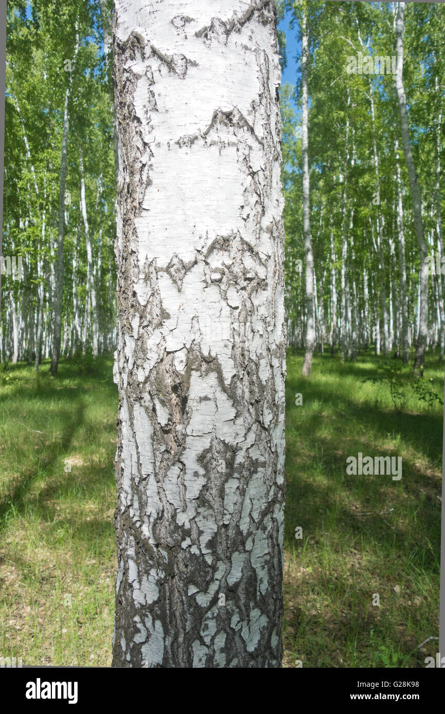 birch tree against summer forest Stock Photo - Alamy