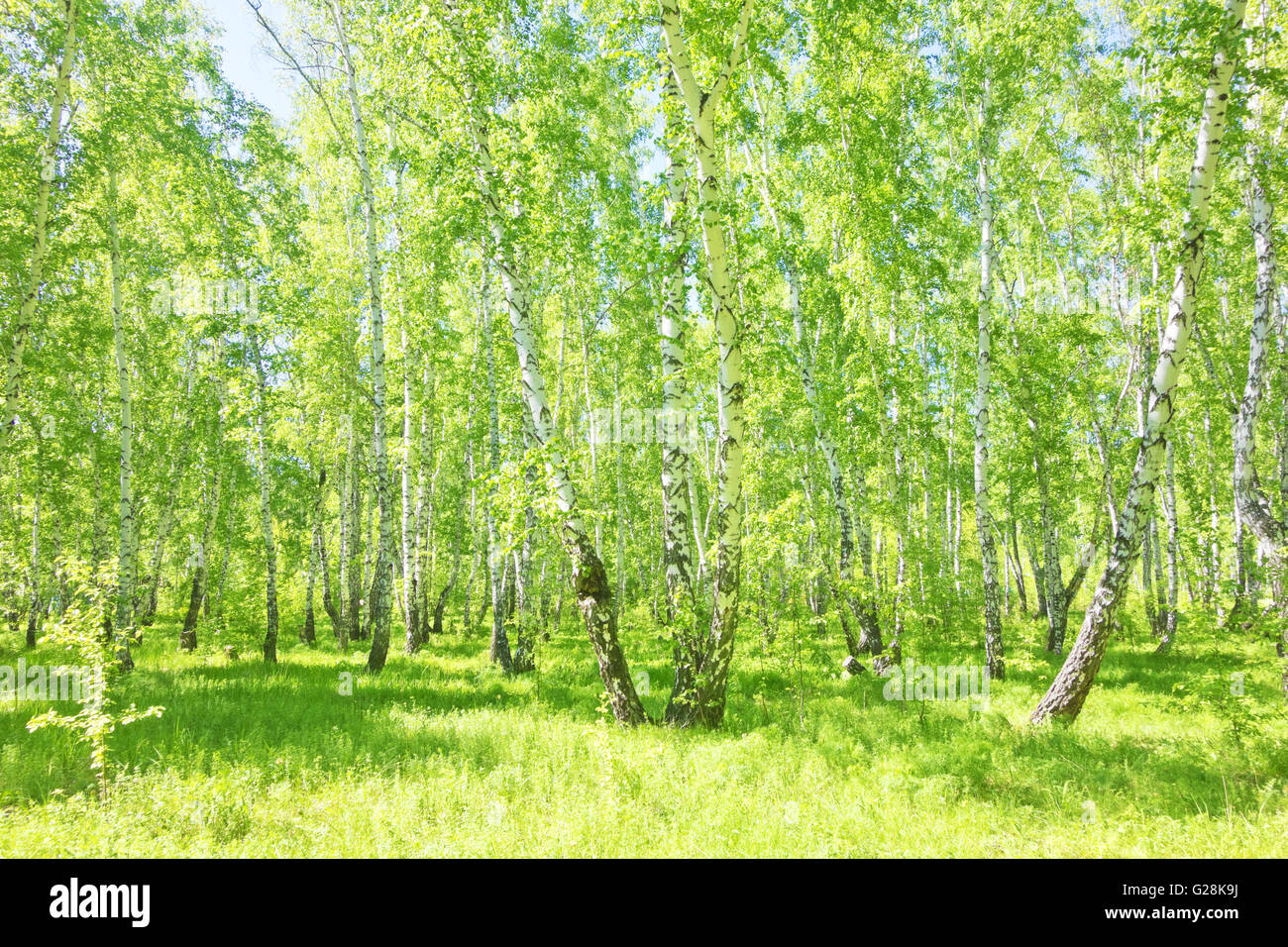 summer birch forest, beautiful landscape Stock Photo - Alamy