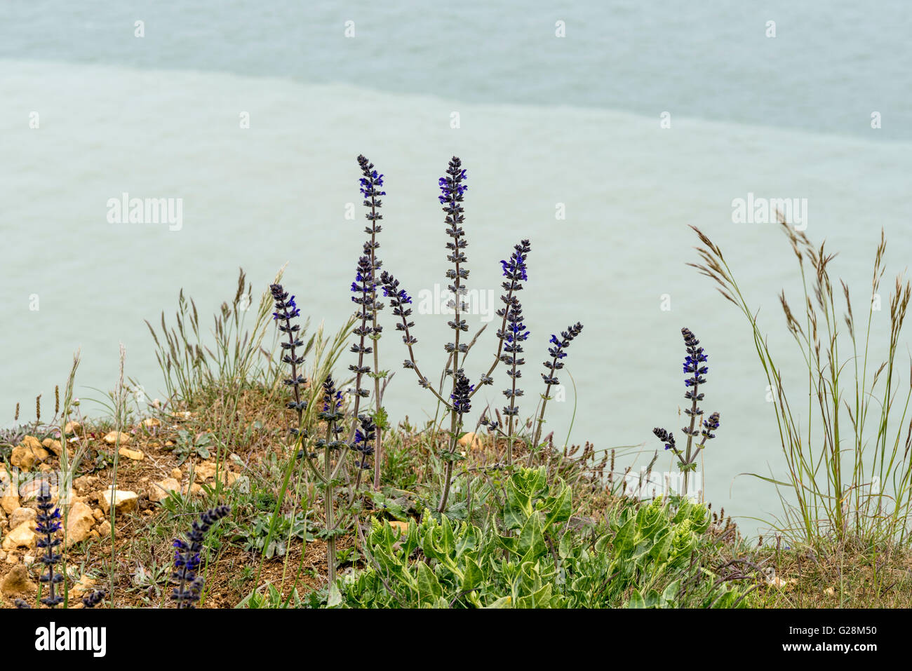 Flowering Wild Clary on the cliff tops at Seaford Head, East Sussex Stock Photo