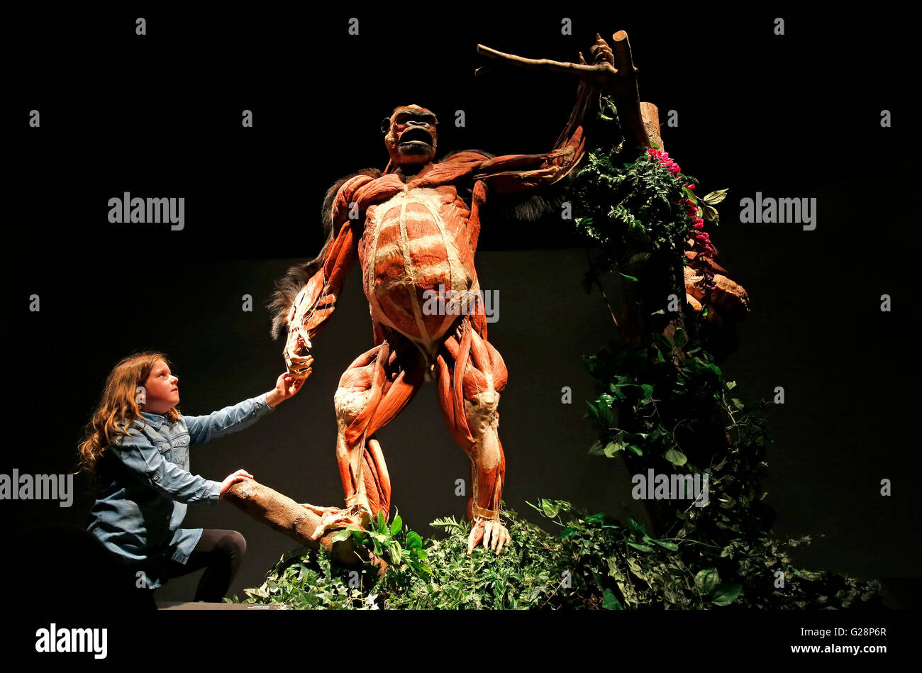Body worlds exhibit hi-res stock photography and images - Alamy