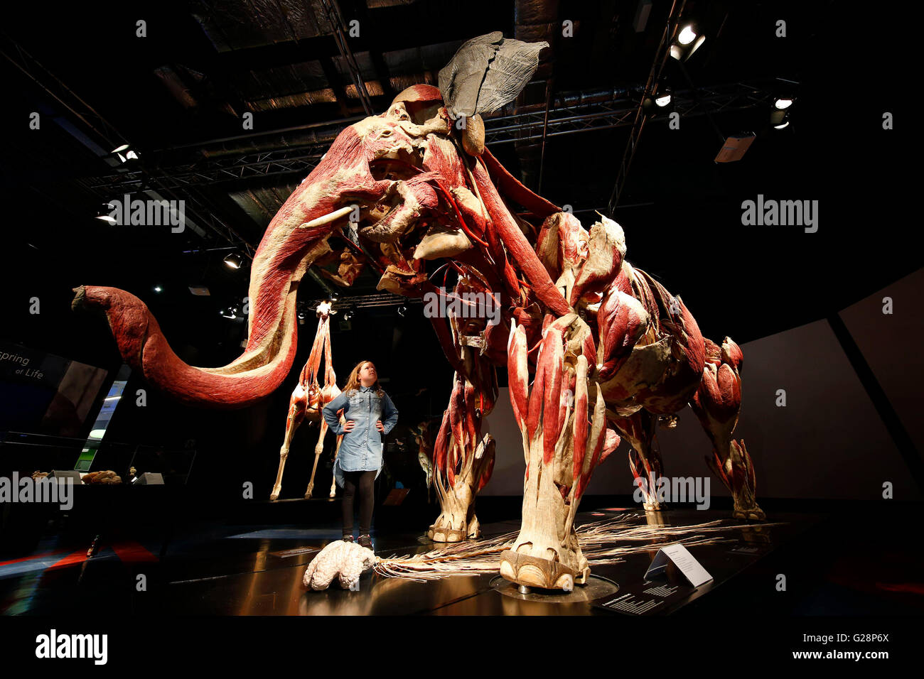 Hannah Mclintosh, eight, looks at an exhibit from the Body Worlds, Animal Inside Out exhibition at the International Centre for Life science village in Newcastle upon Tyne. Stock Photo