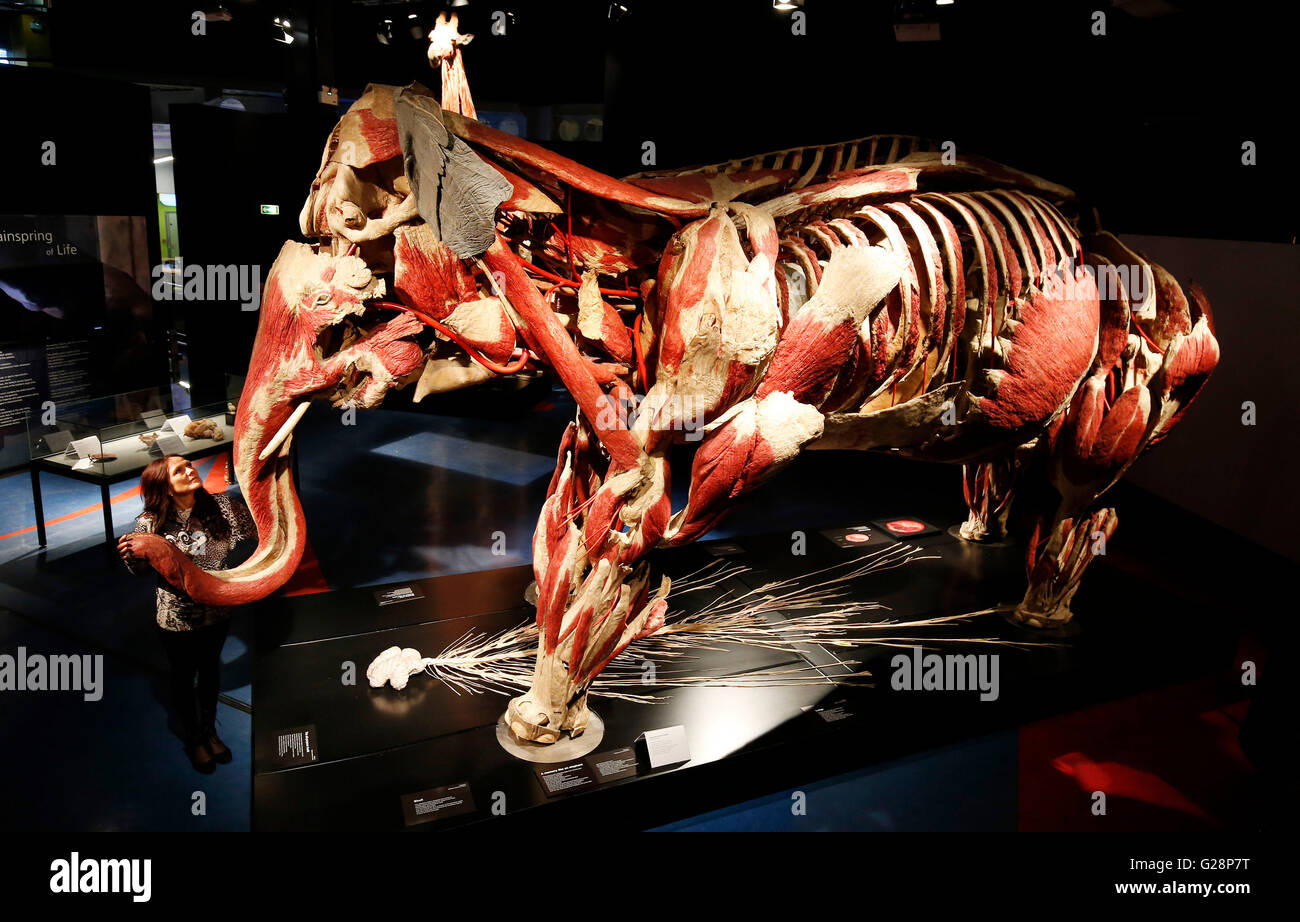 Dr Angelina Whalley, curator and designer of the Body Worlds exhibitions looks at an exhibit from the Animal Inside Out exhibition at the International Centre for Life science village in Newcastle upon Tyne. Stock Photo