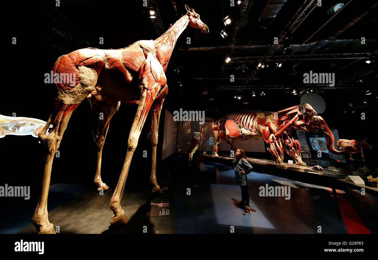 Hannah Mclintosh, eight, looks at an exhibit from the Body Worlds, Animal Inside Out exhibition at the International Centre for Life science village in Newcastle upon Tyne. Stock Photo