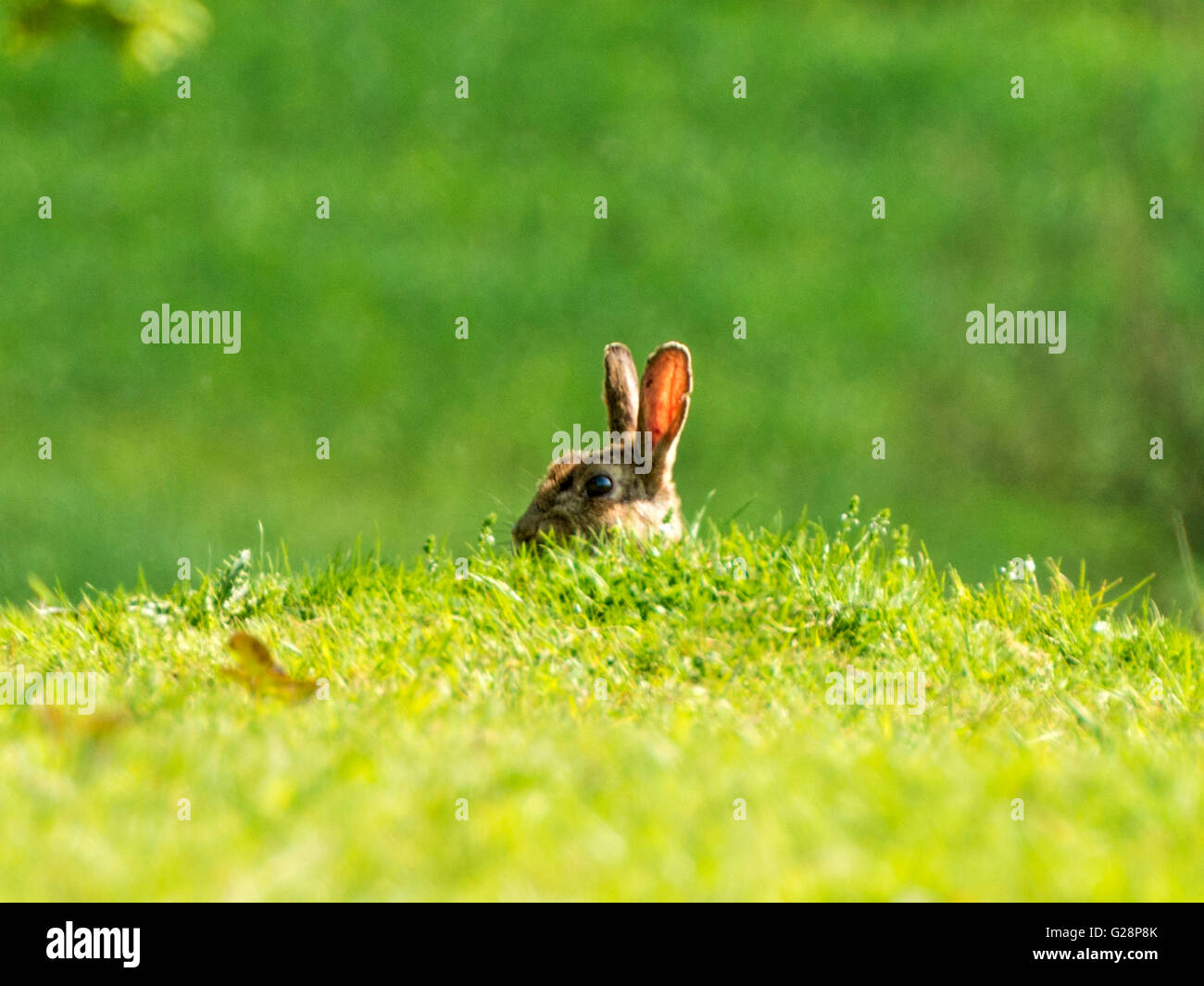 Wild European Rabbit (Oryctolagus cuniculus) depicted surveying its surroundings, isolated against green grass background. Stock Photo