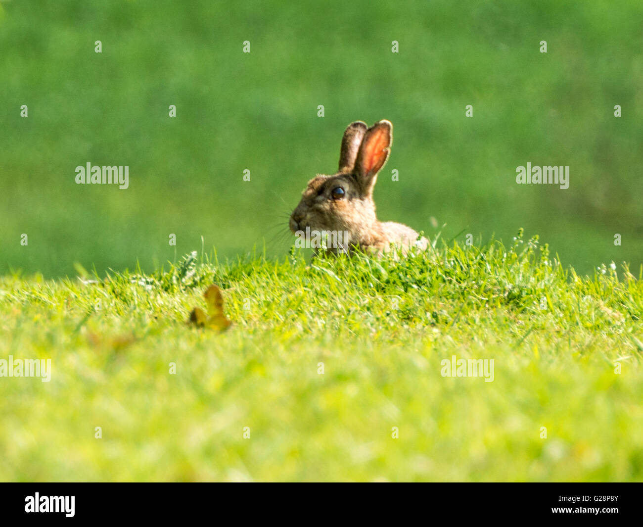 Wild European Rabbit (Oryctolagus cuniculus) depicted surveying its surroundings, isolated against green grass background. Stock Photo